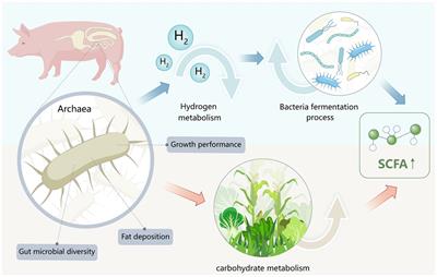 The role of gut archaea in the pig gut microbiome: a mini-review